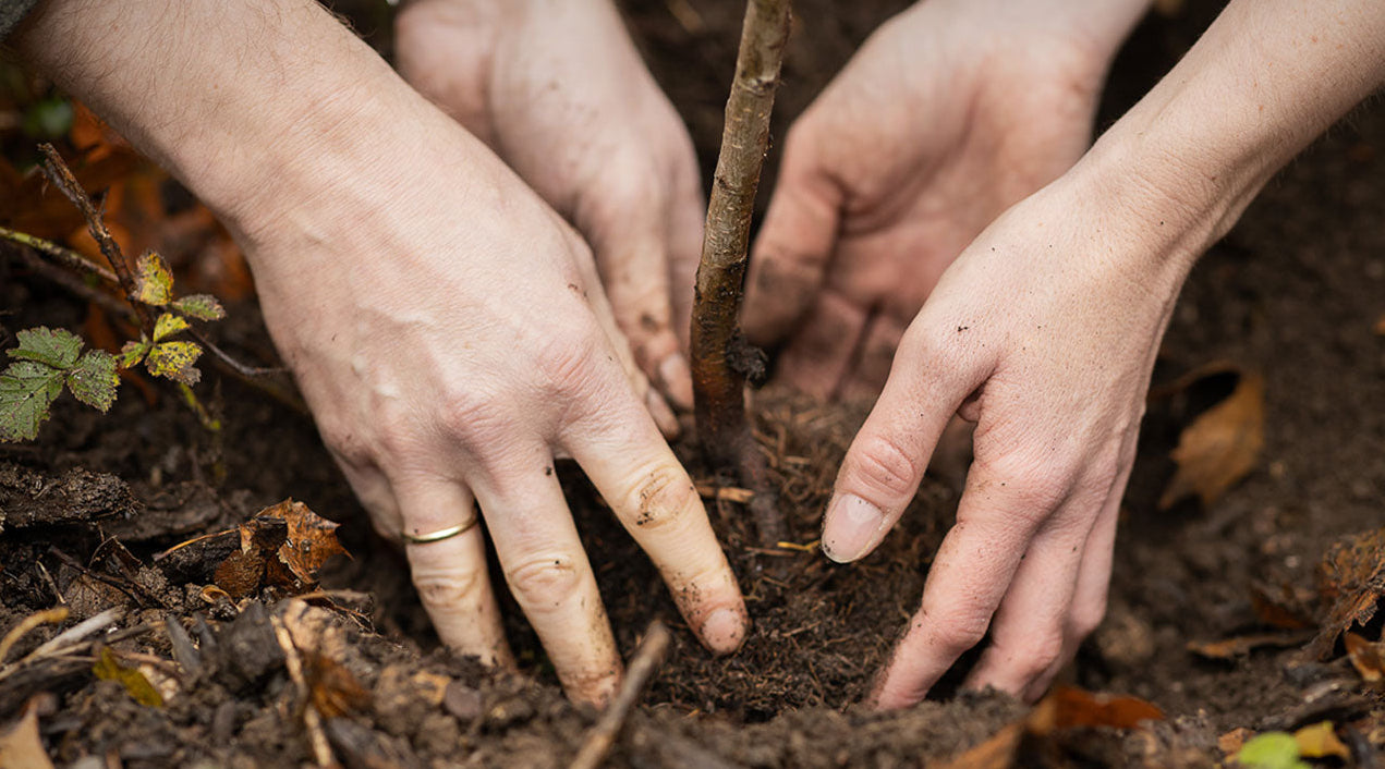 Klima- und Waldschutz mit PLANT-MY-TREE®